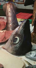 Ein Thunfischkopf