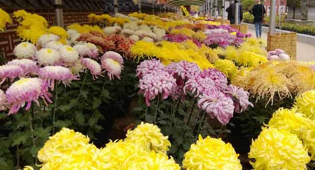 Fröhliche Farben auf dem Blumenmarkt.